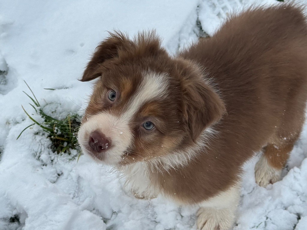 De La Tour Brune - Chiot disponible  - Berger Australien