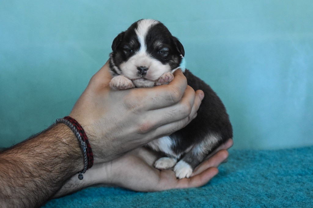 De La Tour Brune - Chiot disponible  - Berger Australien