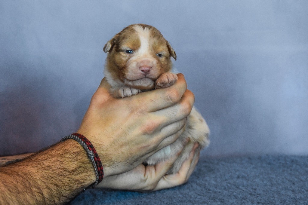 De La Tour Brune - Chiot disponible  - Berger Australien