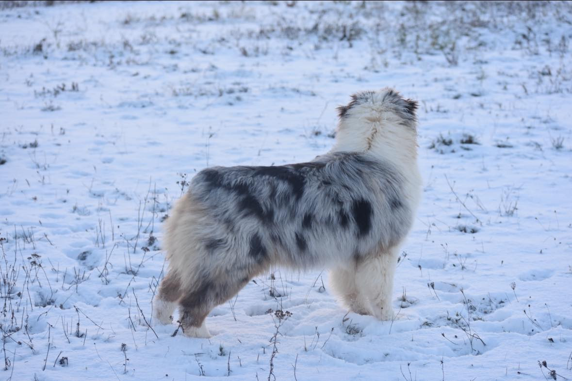 A million dreams De La Tour Brune