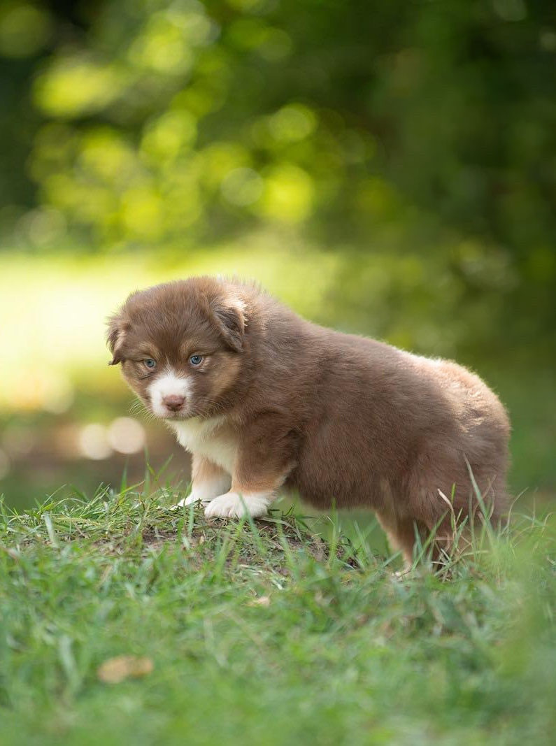 Afire Love  De La Tour Brune