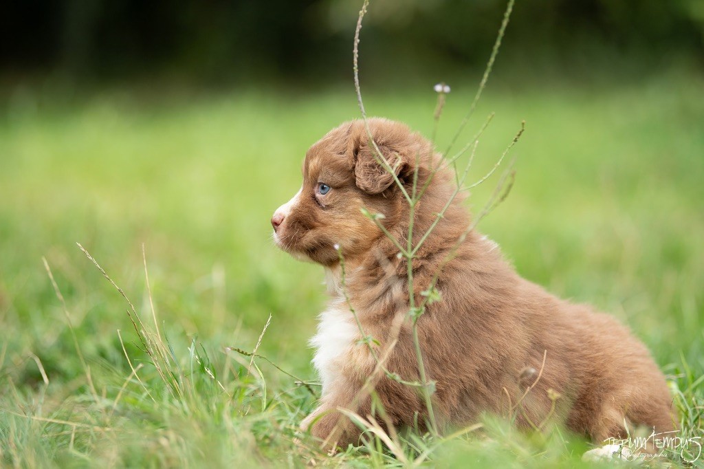 De La Tour Brune - Chiots disponibles - Berger Australien