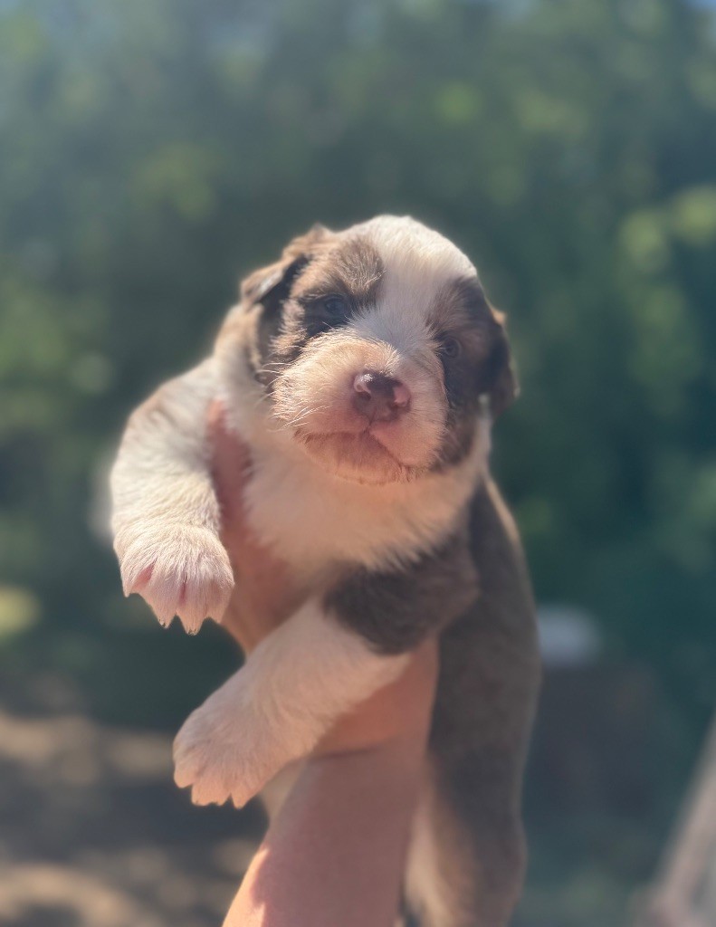 De La Tour Brune - Chiots disponibles - Berger Australien
