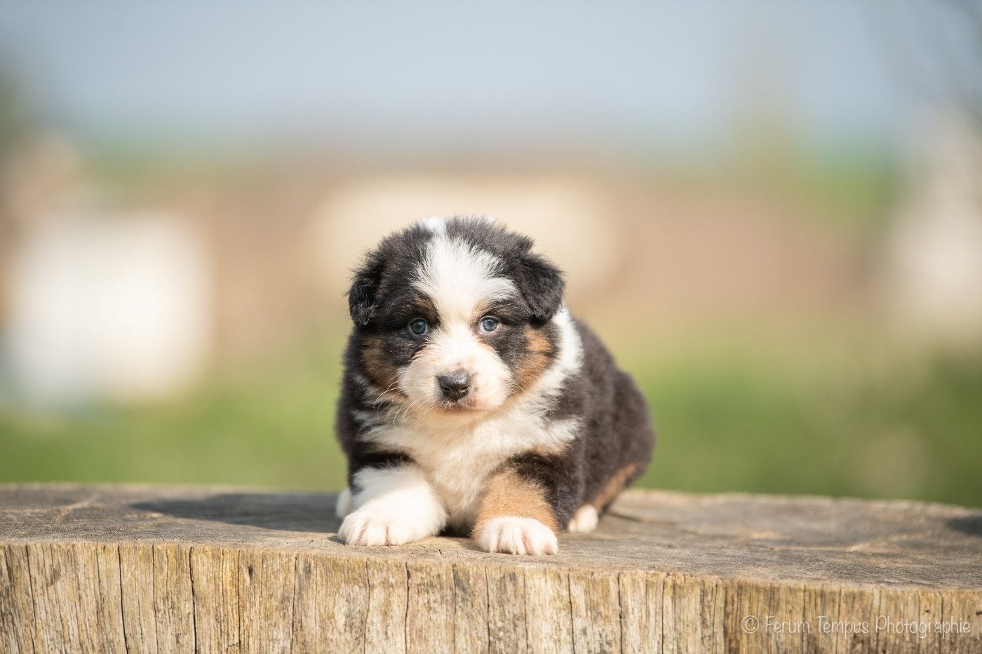 De La Tour Brune - Chiots disponibles - Berger Australien