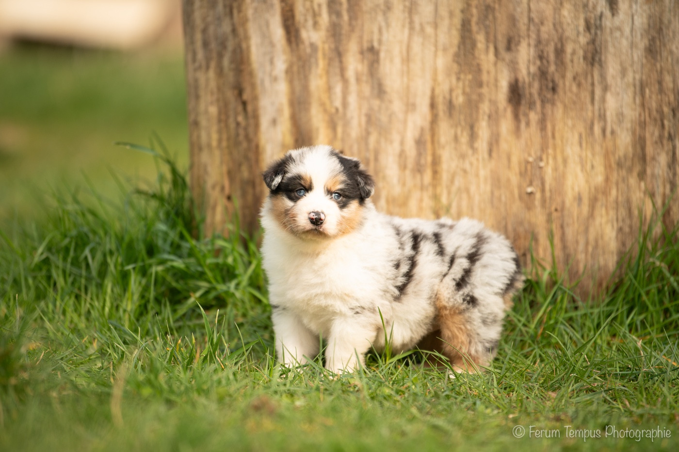 De La Tour Brune - Chiots disponibles - Berger Australien