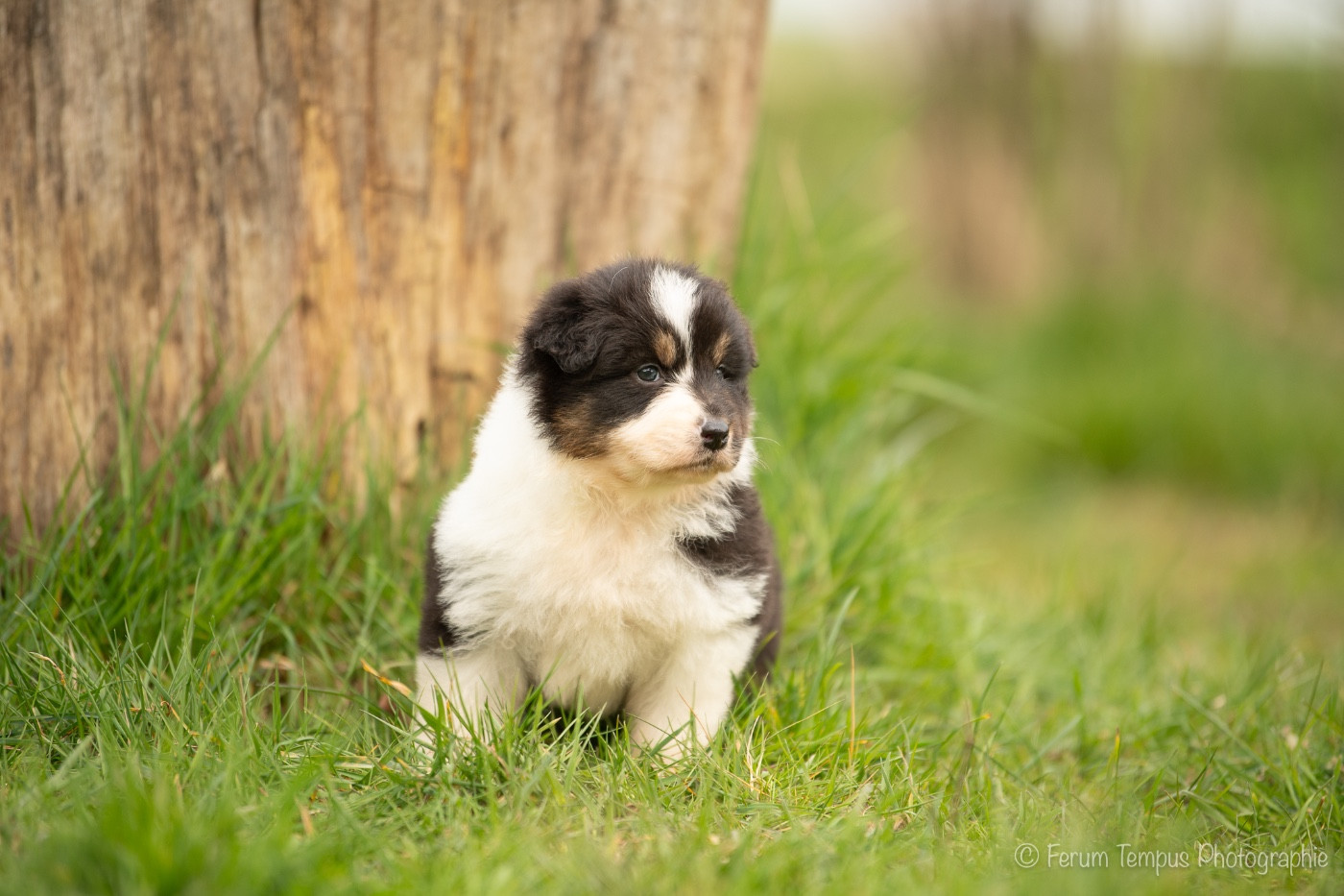De La Tour Brune - Chiots disponibles - Berger Australien