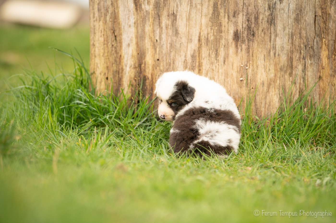 De La Tour Brune - Chiots disponibles - Berger Australien
