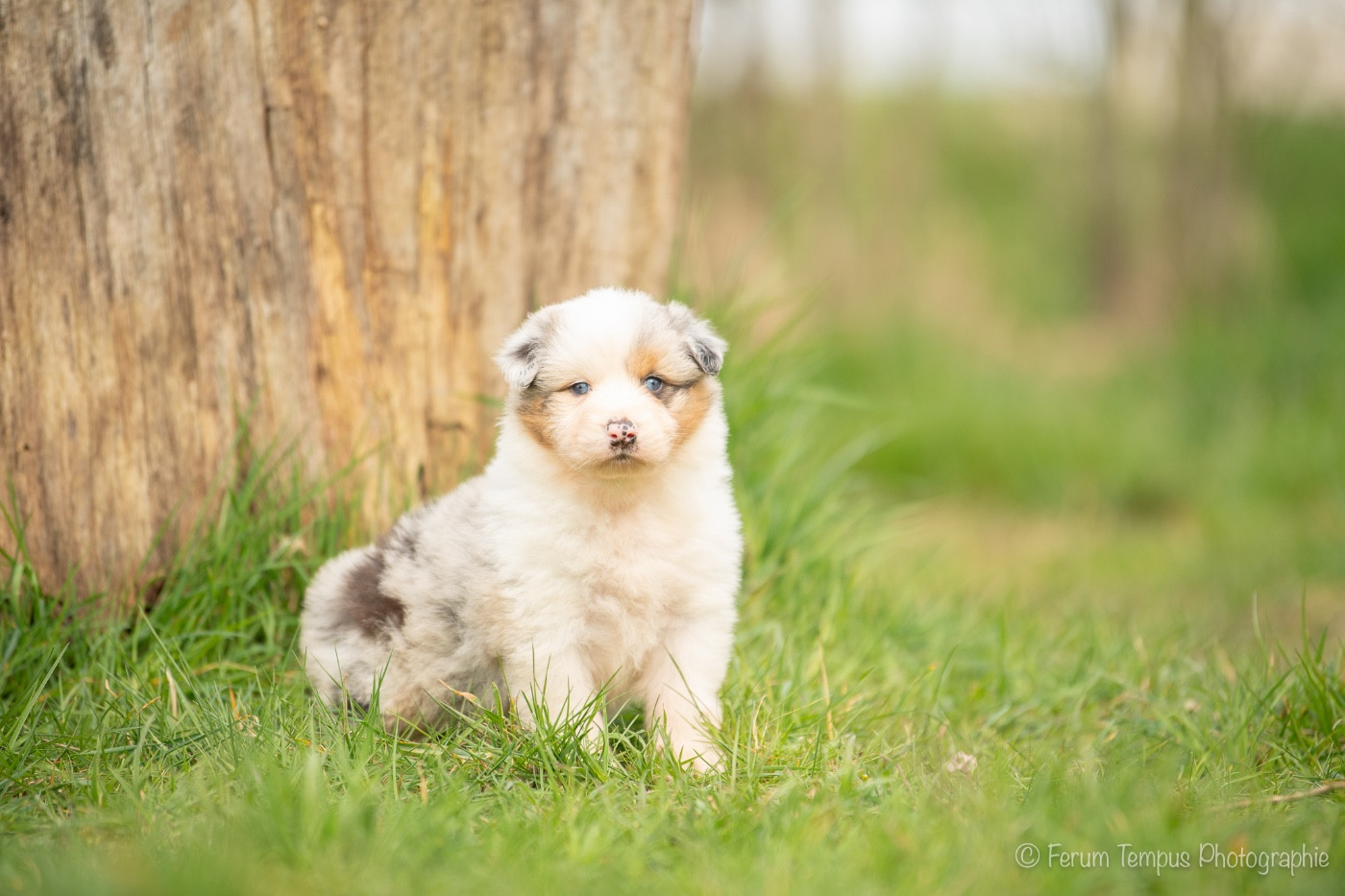 De La Tour Brune - Chiots disponibles - Berger Australien