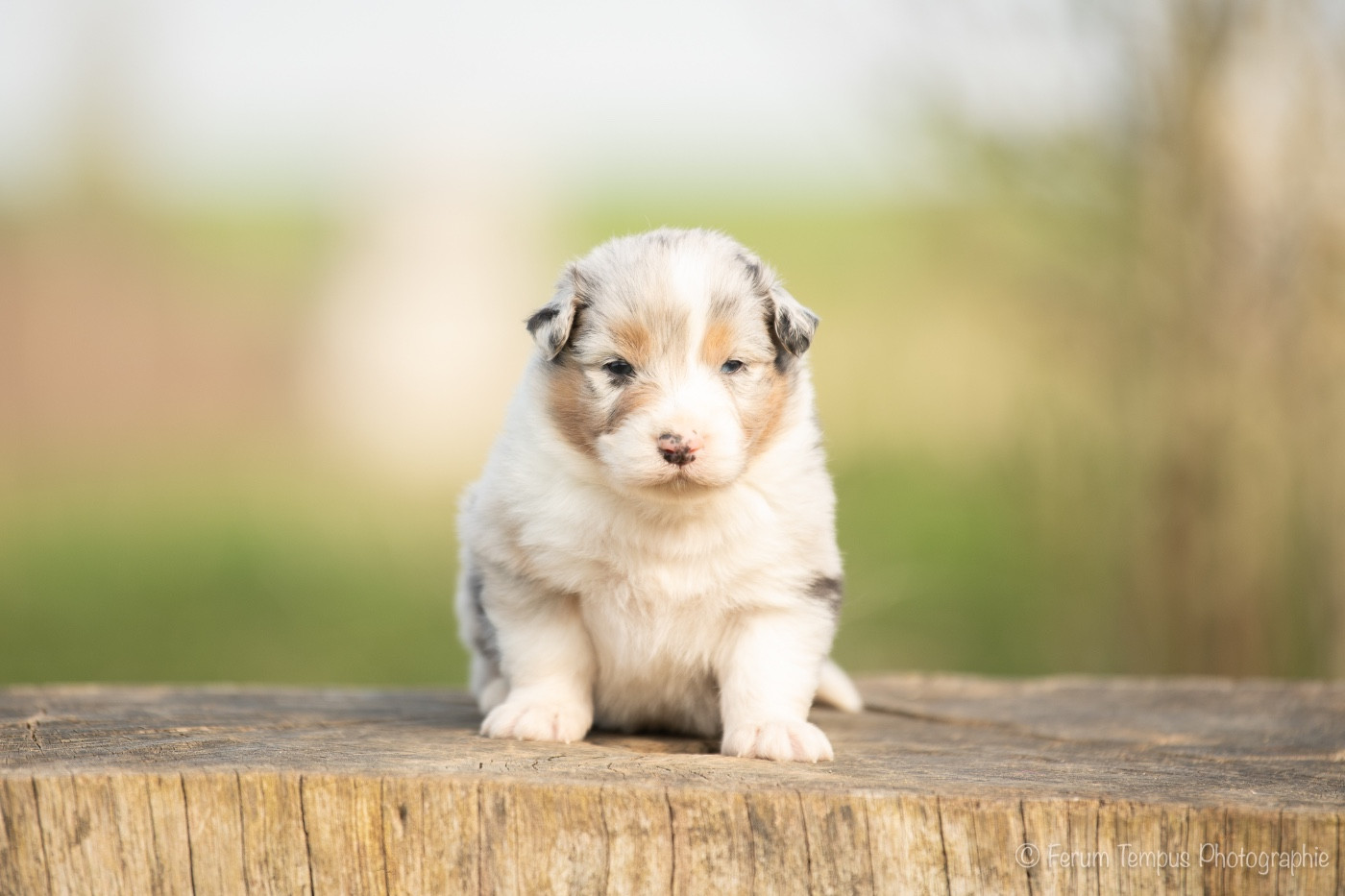 De La Tour Brune - Chiots disponibles - Berger Australien