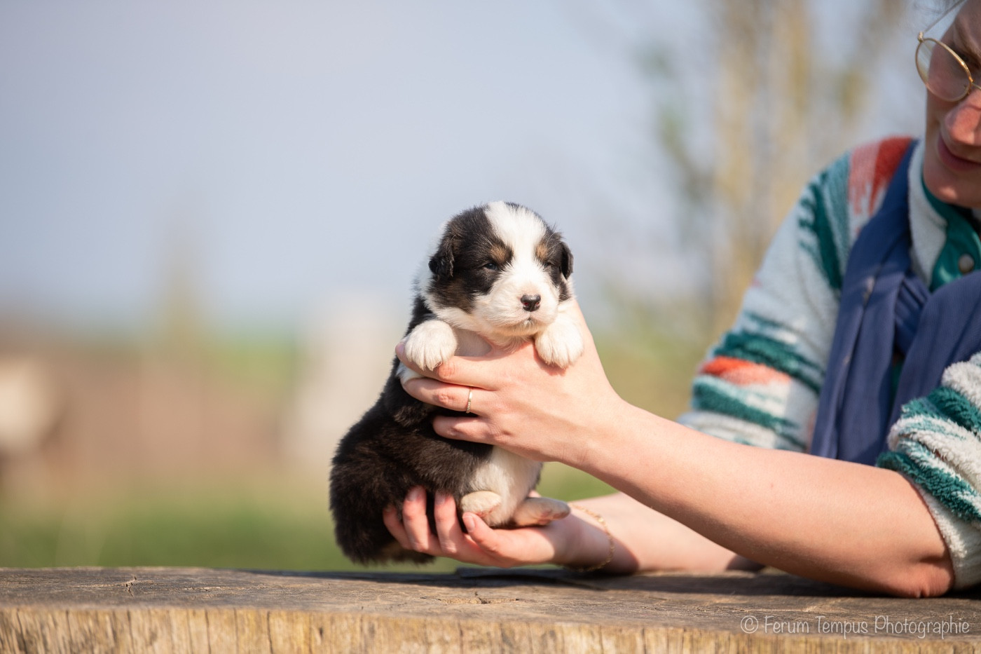 De La Tour Brune - Chiots disponibles - Berger Australien