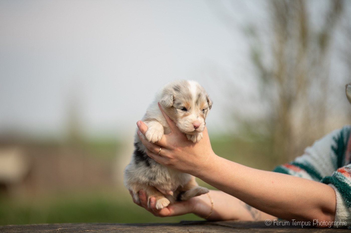 De La Tour Brune - Chiots disponibles - Berger Australien