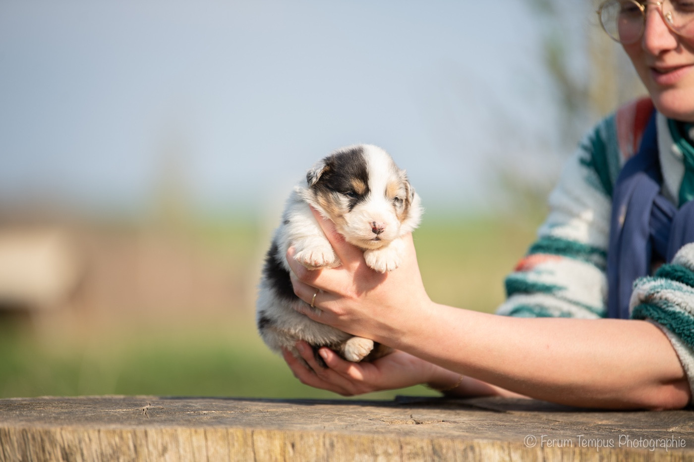 De La Tour Brune - Chiots disponibles - Berger Australien