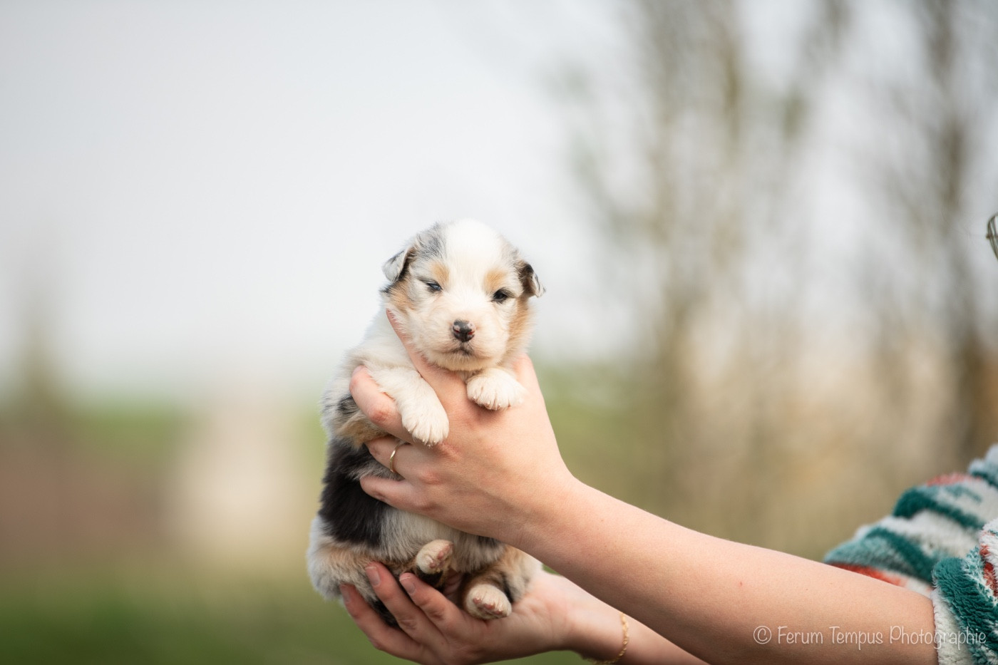 De La Tour Brune - Chiots disponibles - Berger Australien