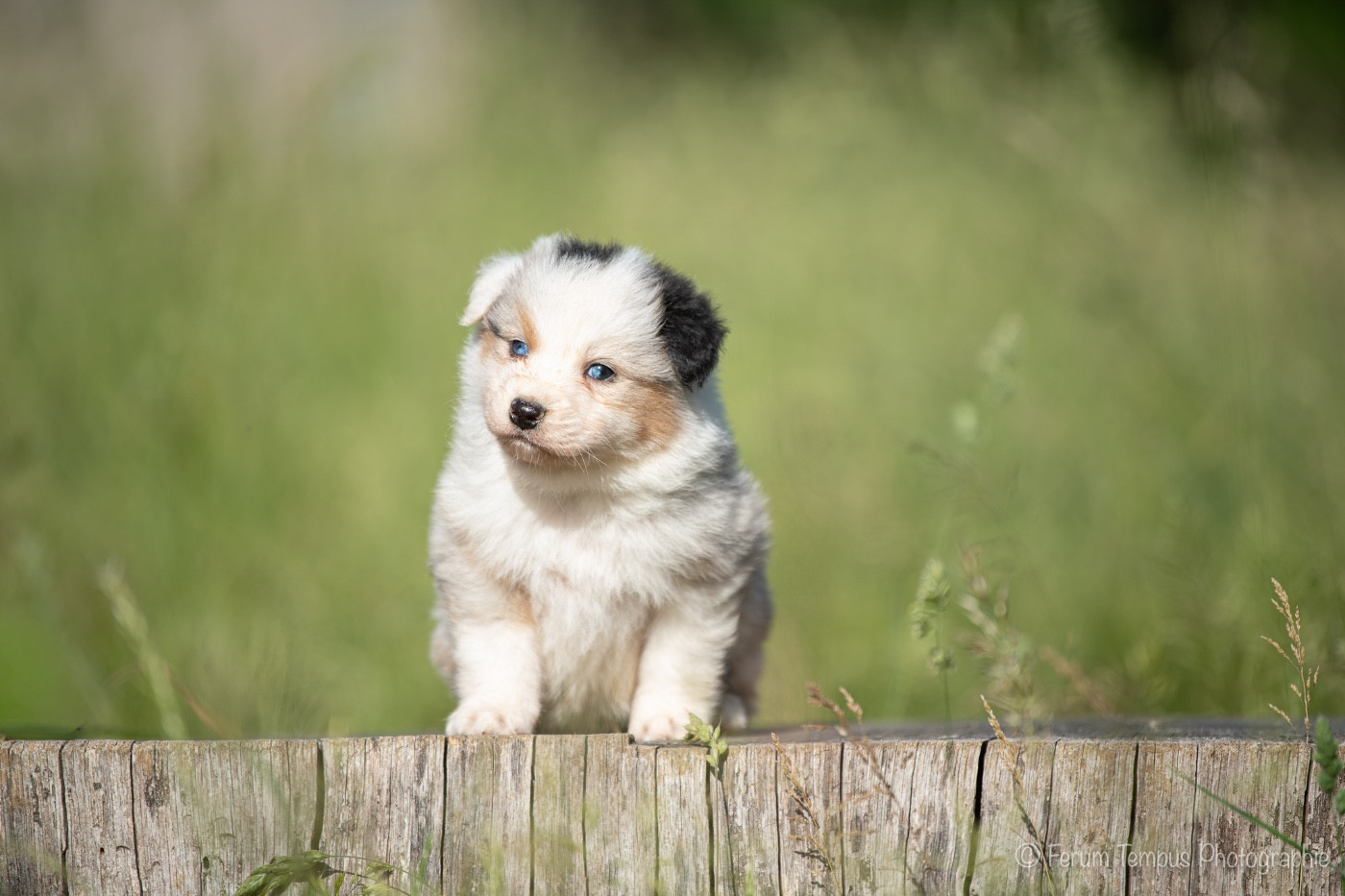 De La Tour Brune - Chiots disponibles - Berger Australien