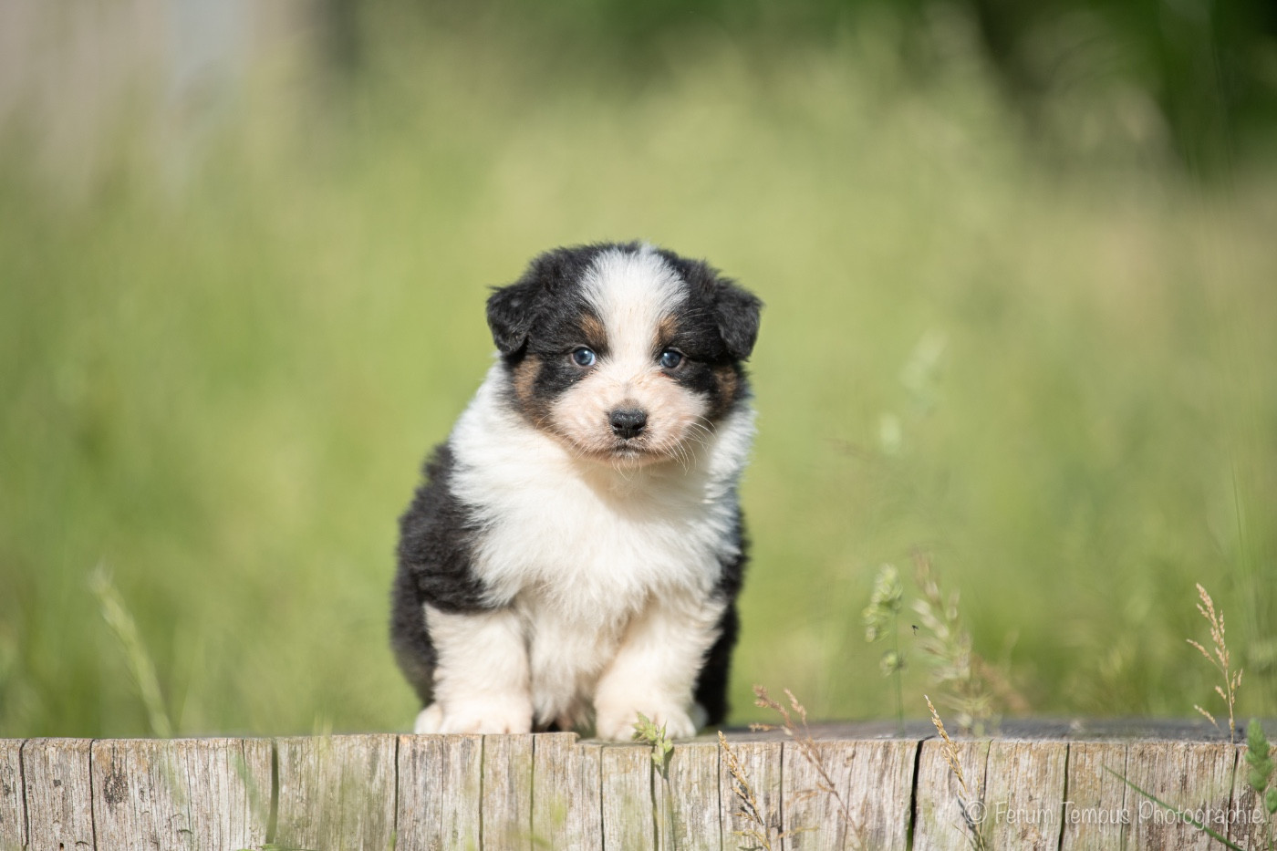 De La Tour Brune - Chiots disponibles - Berger Australien