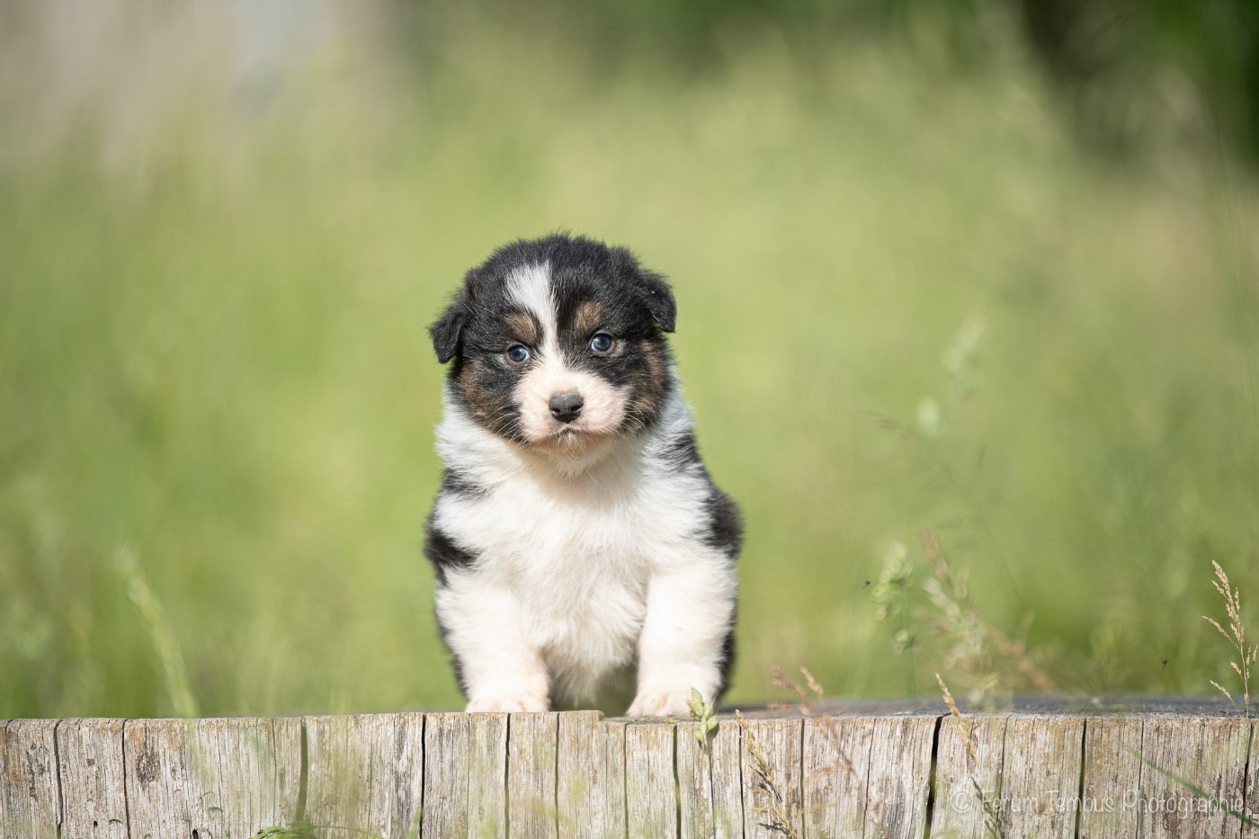 De La Tour Brune - Chiots disponibles - Berger Australien