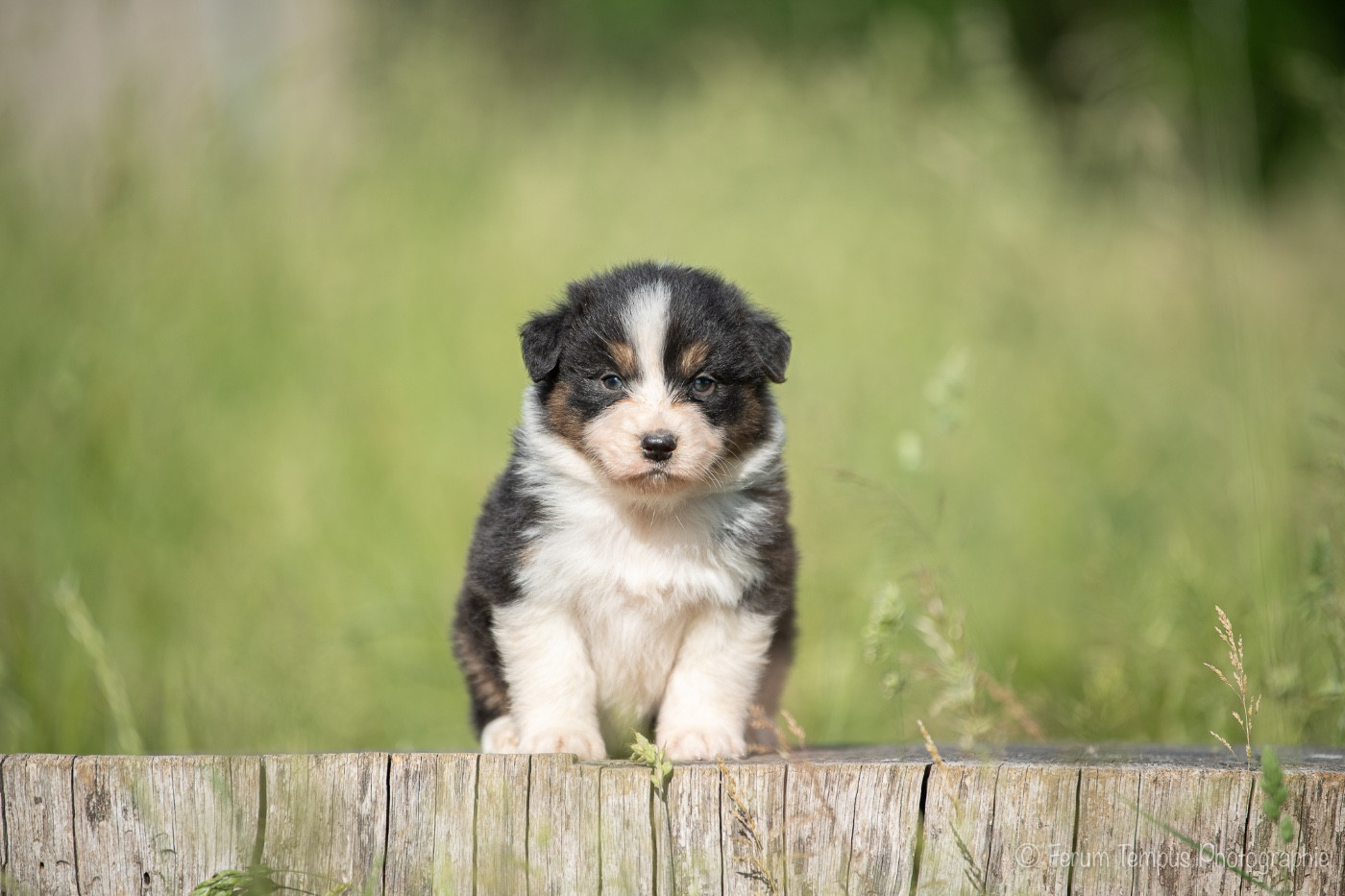 De La Tour Brune - Chiots disponibles - Berger Australien