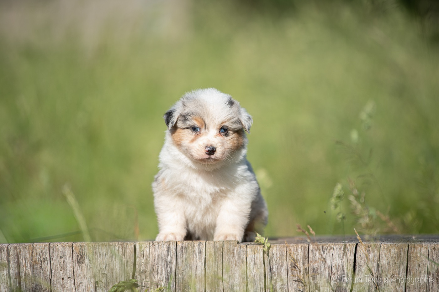 De La Tour Brune - Chiots disponibles - Berger Australien