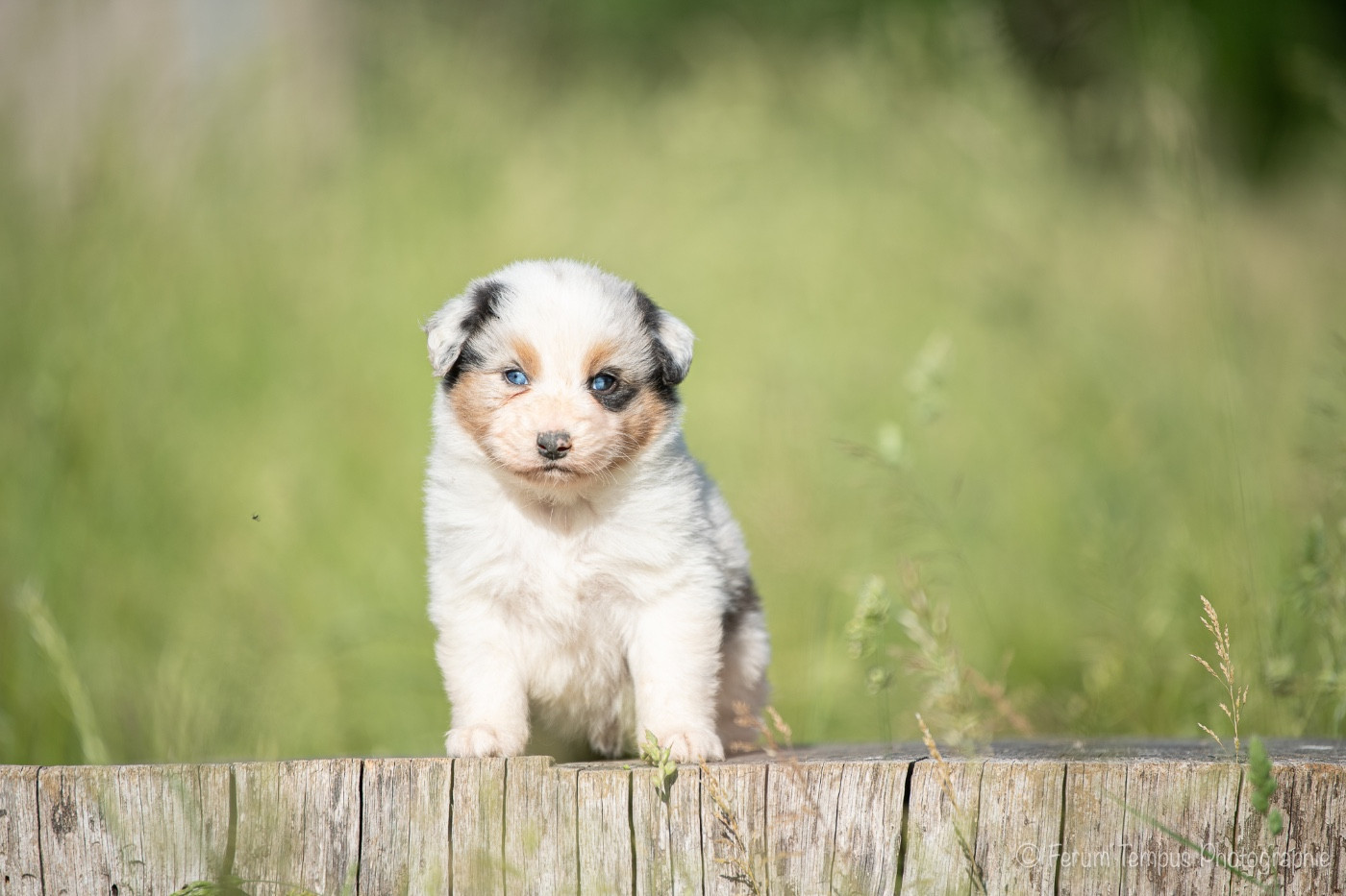 De La Tour Brune - Chiots disponibles - Berger Australien