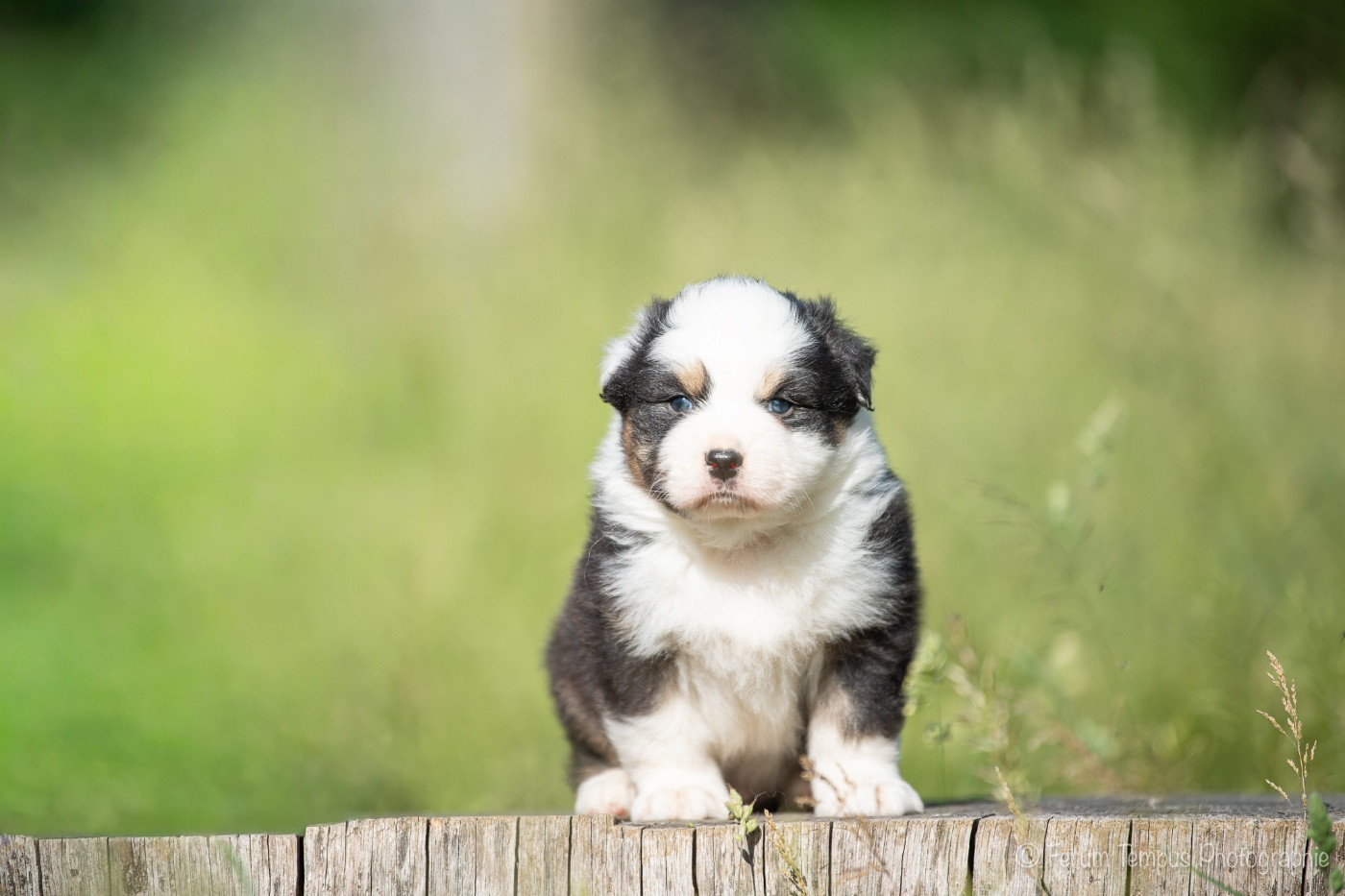 De La Tour Brune - Chiots disponibles - Berger Australien