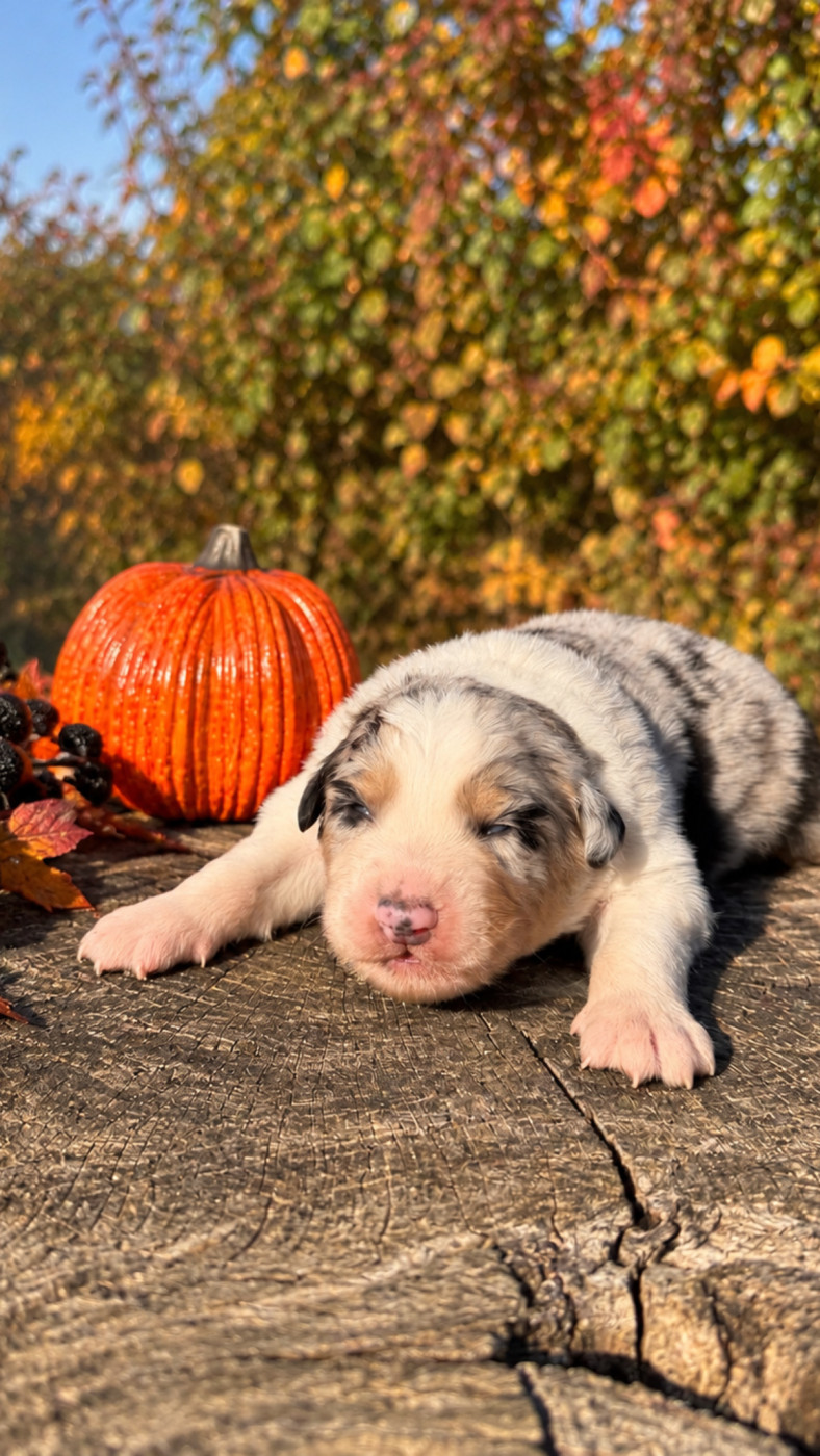 De La Tour Brune - Chiots disponibles - Berger Australien