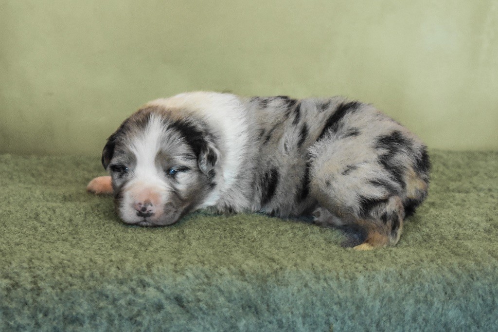 De La Tour Brune - Chiots disponibles - Berger Australien