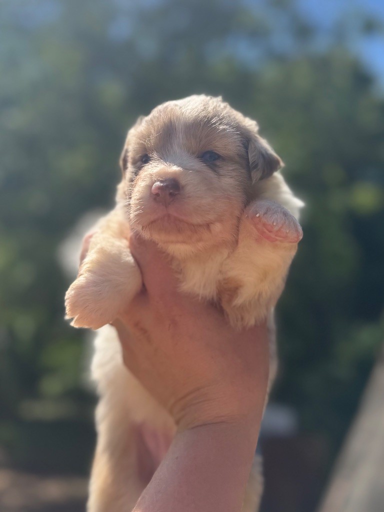 De La Tour Brune - Chiots disponibles - Berger Australien