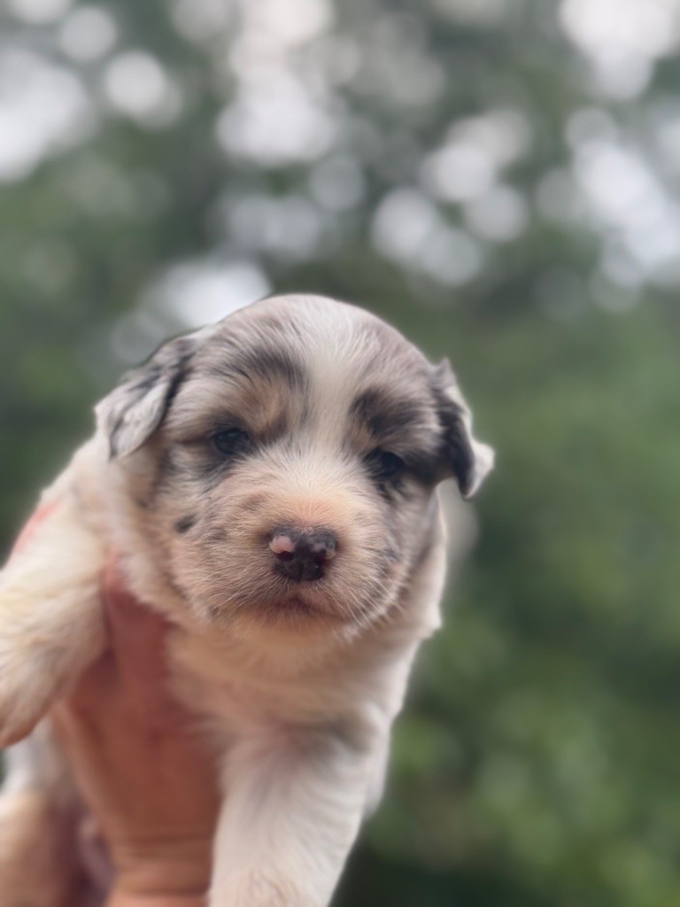 De La Tour Brune - Chiots disponibles - Berger Australien