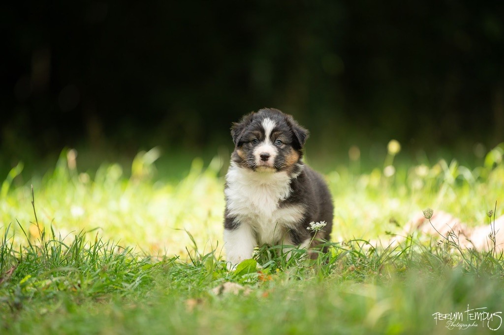 De La Tour Brune - Chiots disponibles - Berger Australien