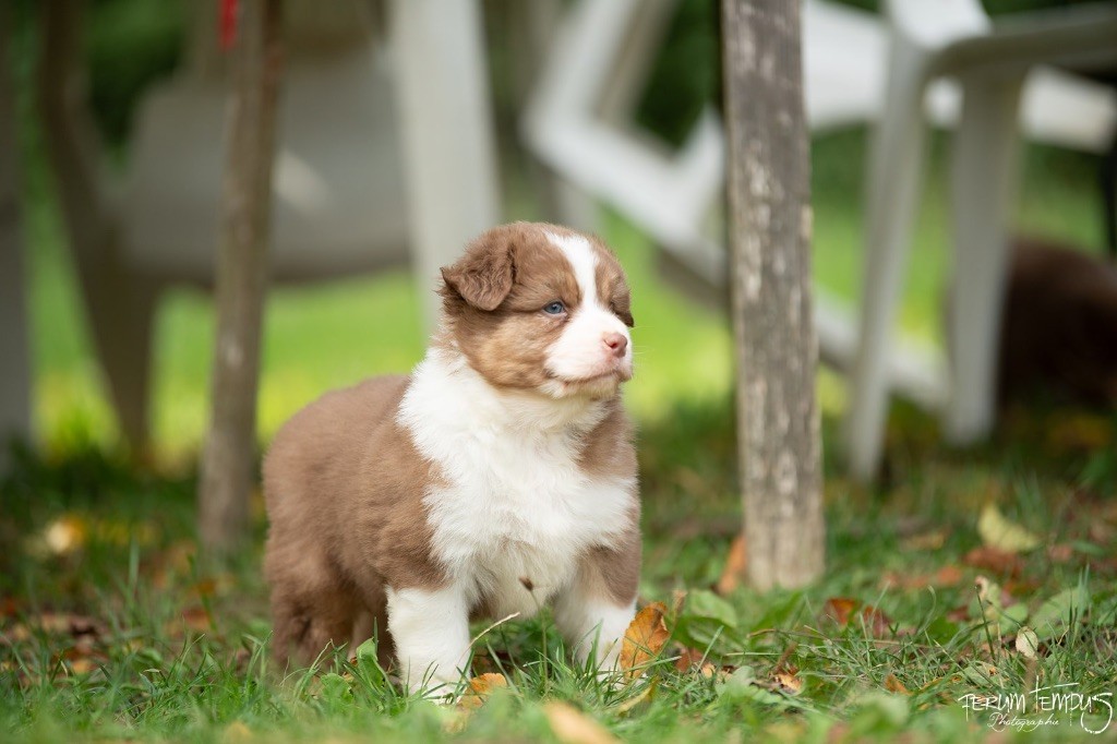 De La Tour Brune - Chiots disponibles - Berger Australien