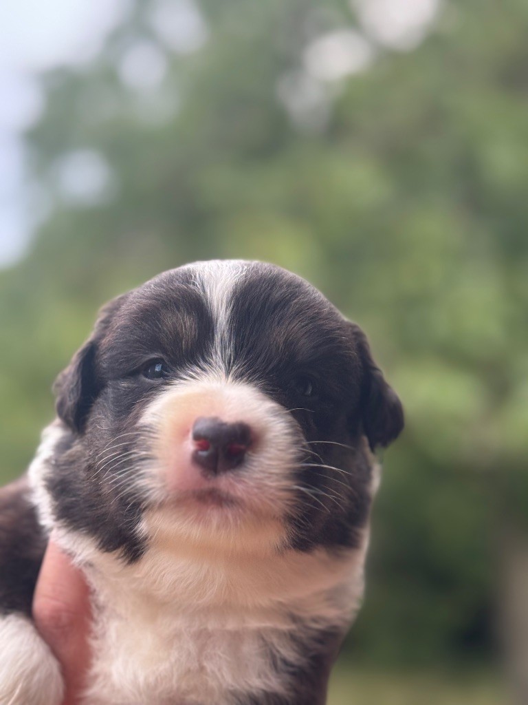 De La Tour Brune - Chiots disponibles - Berger Australien