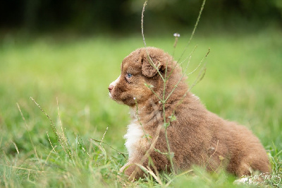 CHIOT 6