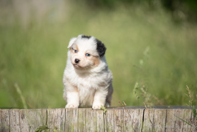 Chiot N°1