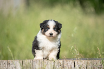Chiot N°2