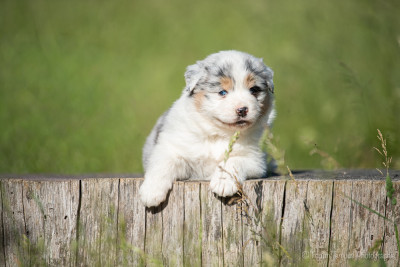 CHIOT 1