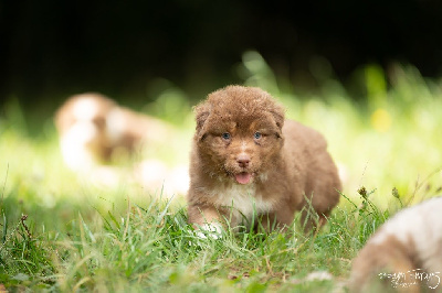 CHIOT 3