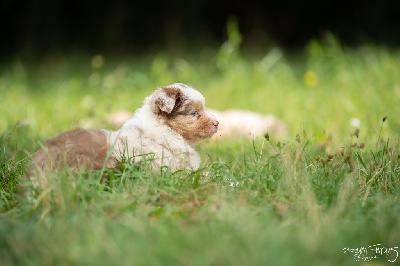CHIOT 2
