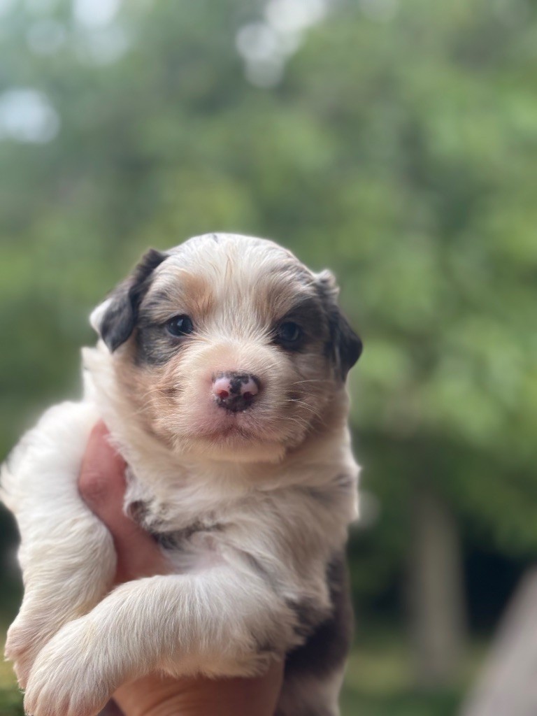 De La Tour Brune - Chiots disponibles - Berger Australien