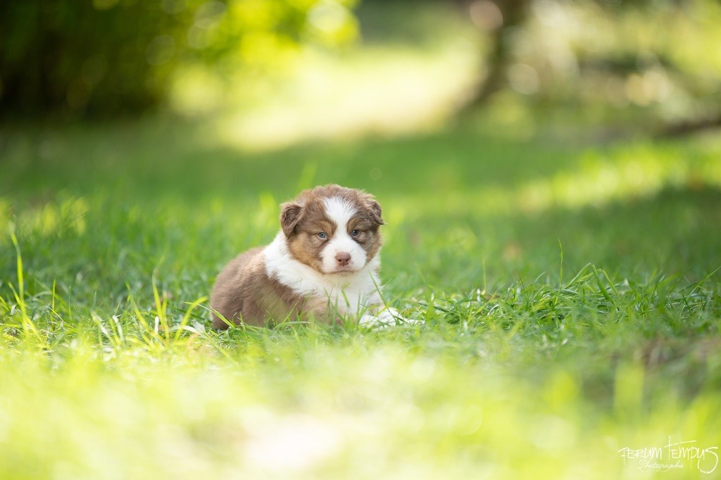 De La Tour Brune - Chiots disponibles - Berger Australien