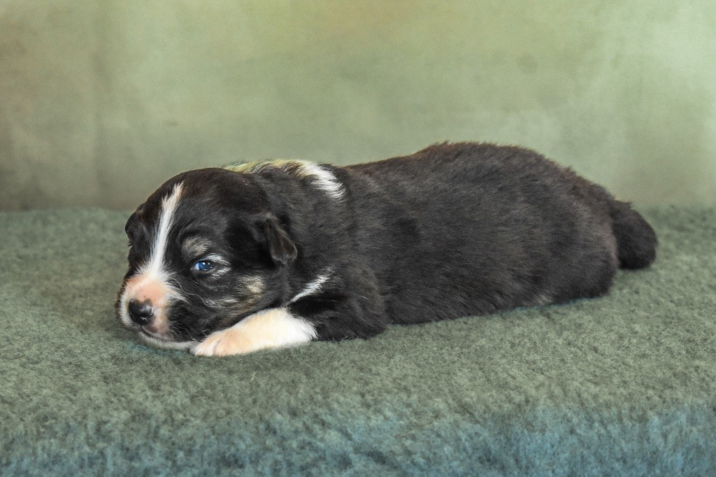 De La Tour Brune - Chiots disponibles - Berger Australien