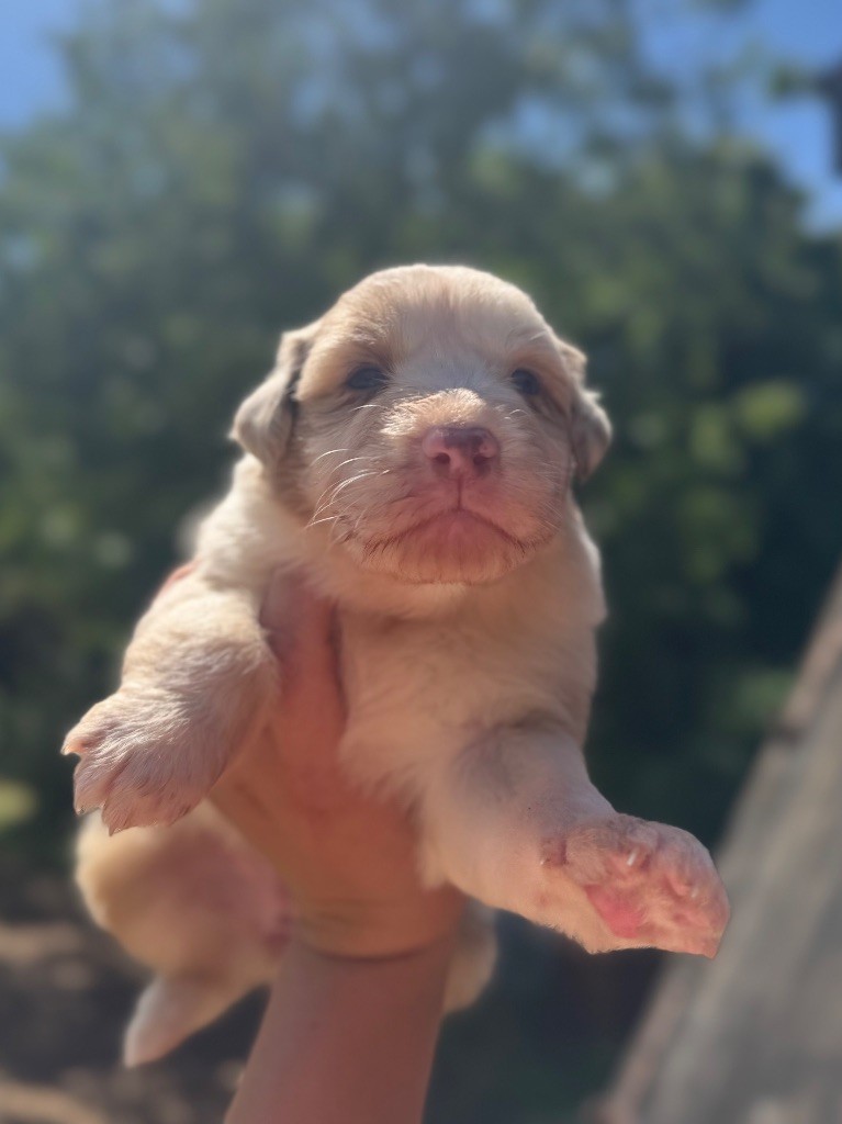 De La Tour Brune - Chiots disponibles - Berger Australien