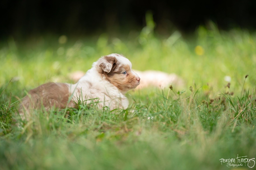 De La Tour Brune - Chiots disponibles - Berger Australien