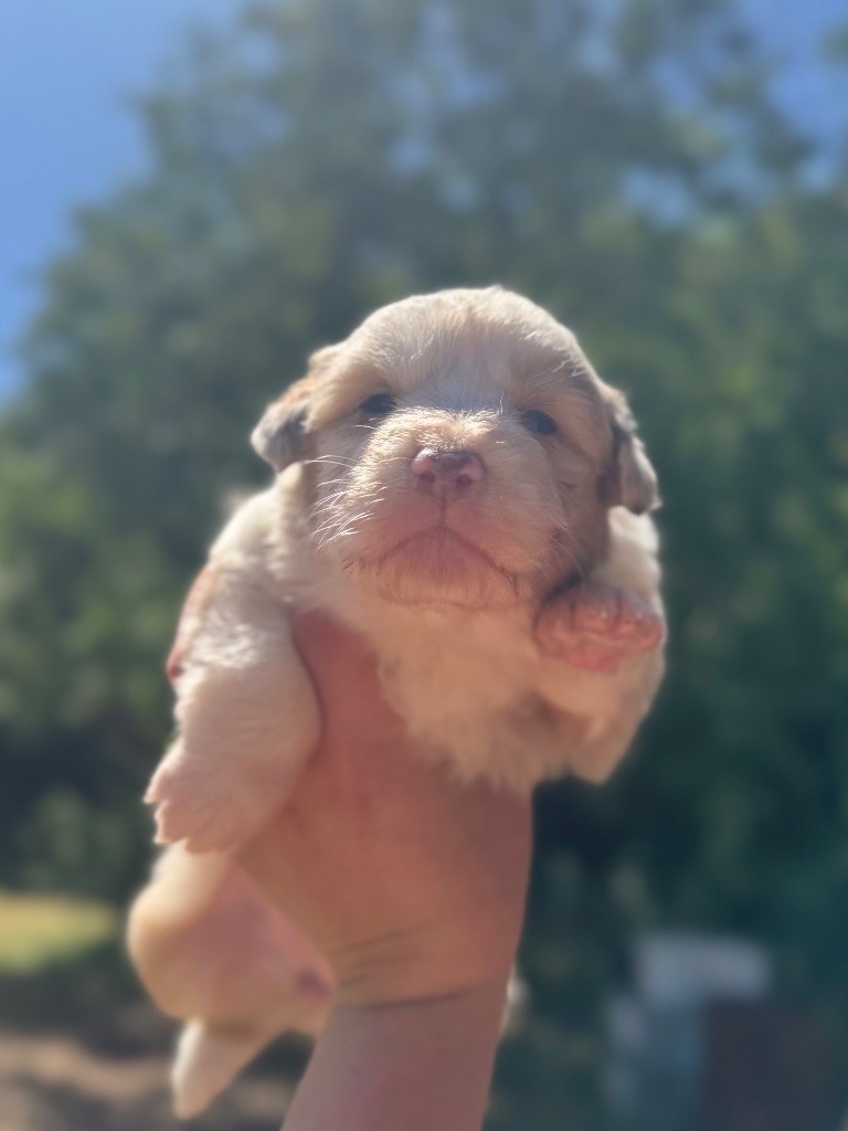 De La Tour Brune - Chiots disponibles - Berger Australien